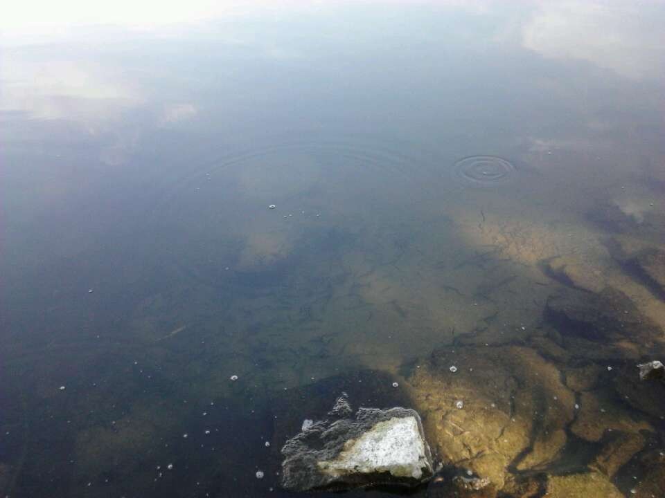 13年农历7月29霍林郭勒市部分佛友放生泥鳅鱼