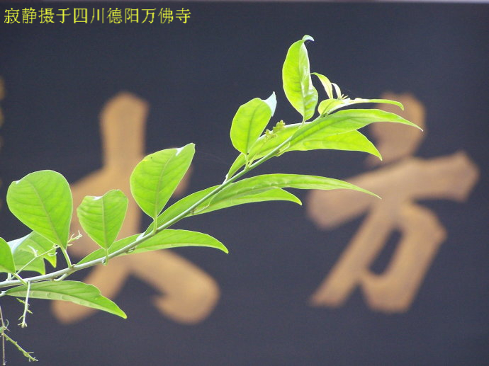 寂静法师:我是小偷的师父