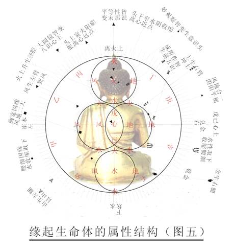 人体五脏_人体的五脏六腑都在哪个部位,进行人体 ...