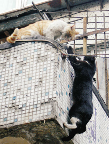 危急时刻小猫伸手搭救失足同伴！