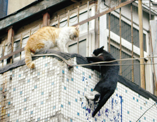 危急时刻小猫伸手搭救失足同伴！