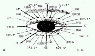 以眼针穴区来说(图一)