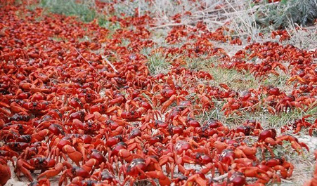 五千万只澳洲红蟹横行路被封-学佛网
