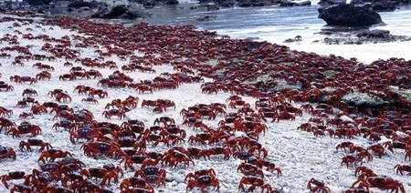 五千万只澳洲红蟹横行路被封