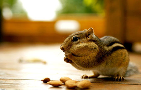 善待动物 不穿毛皮