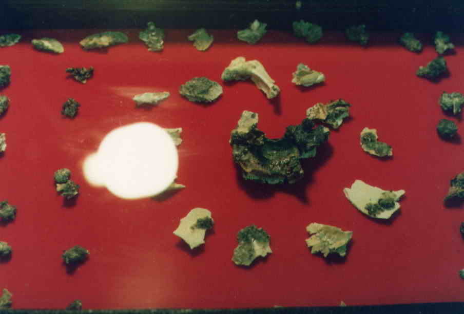 <em>宣化上人</em>舍利--学佛网