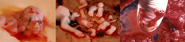 ��̥���С��