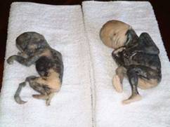 ��̥���С��