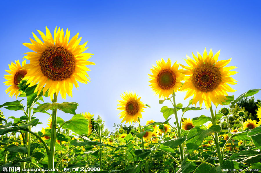 毛师兄:发心大布施,当上销售主管