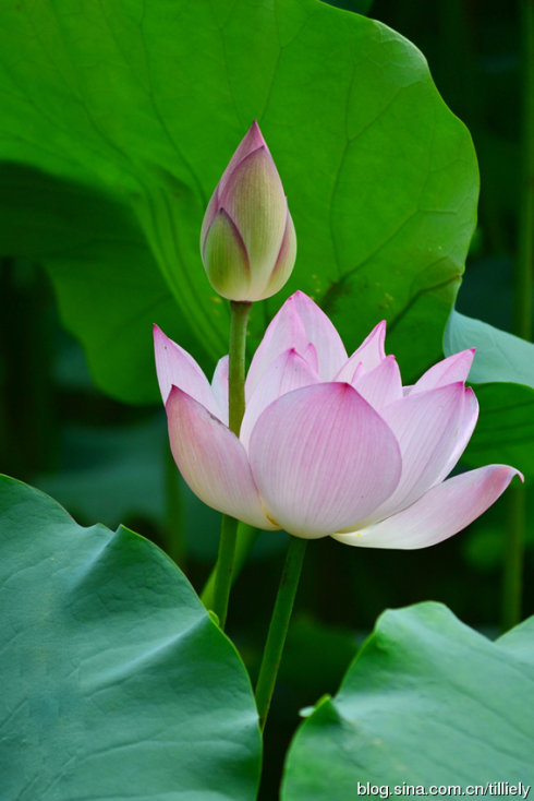 黑龙江大学律师的学佛之路:净化心灵的甘露--清