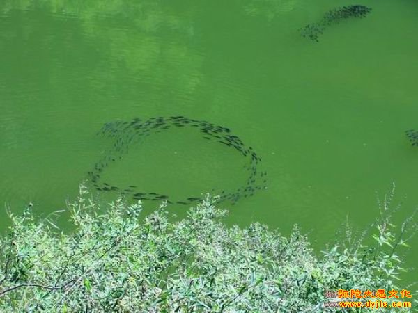 中秋放生鱼儿送上世界最美月饼--一修入住的空