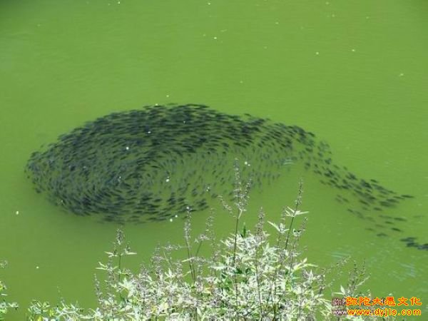 中秋放生鱼儿送上世界最美月饼--一修入住的空