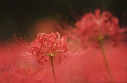 ���濰������Խ�޳�