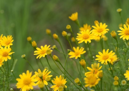 索达吉堪布:正确的随喜