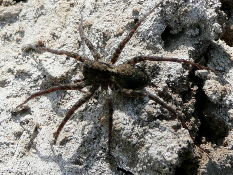 三月十六 准提菩萨诞辰 放生