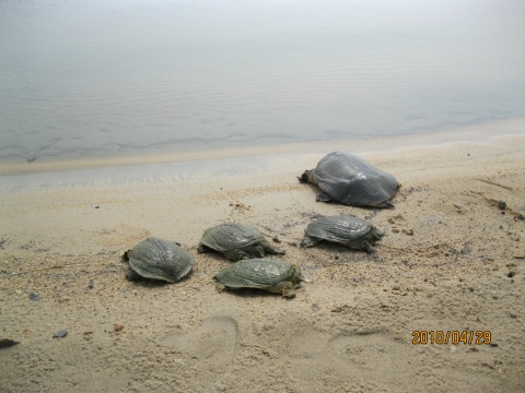 如何杀甲鱼最简单 20100429190631840.jpg